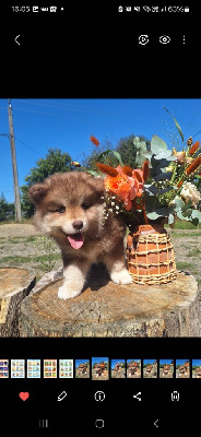 CHIOT 2