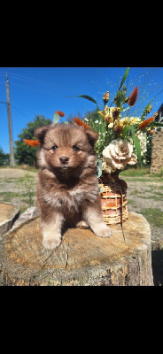 CHIOT 1