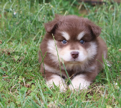 CHIOT