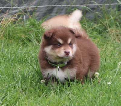 CHIOT