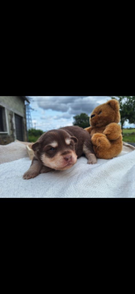 du Mont de Saana - Chiots disponibles - Chien finnois de Laponie