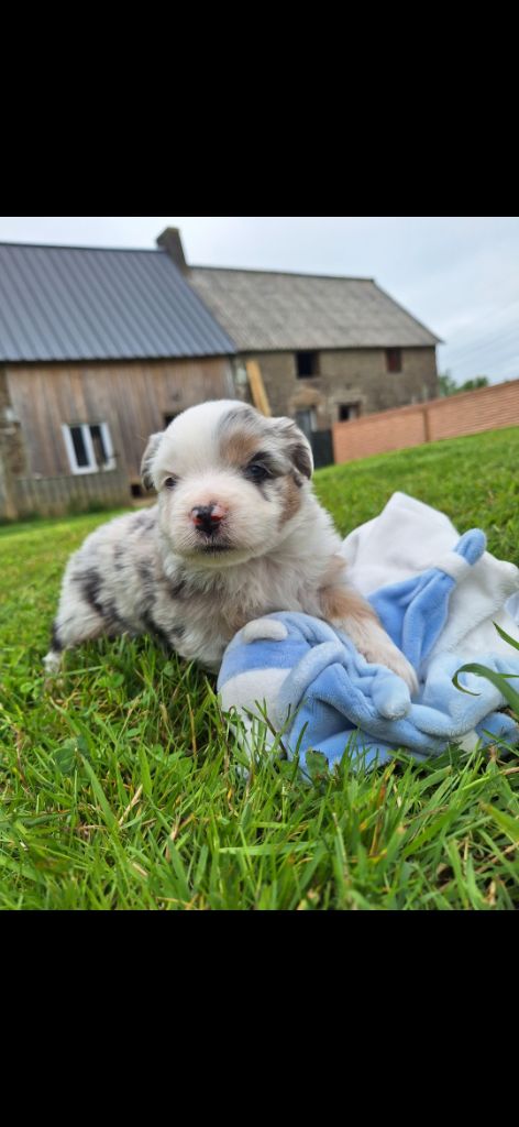 du Mont de Saana - Chiots disponibles - Berger Américain Miniature 