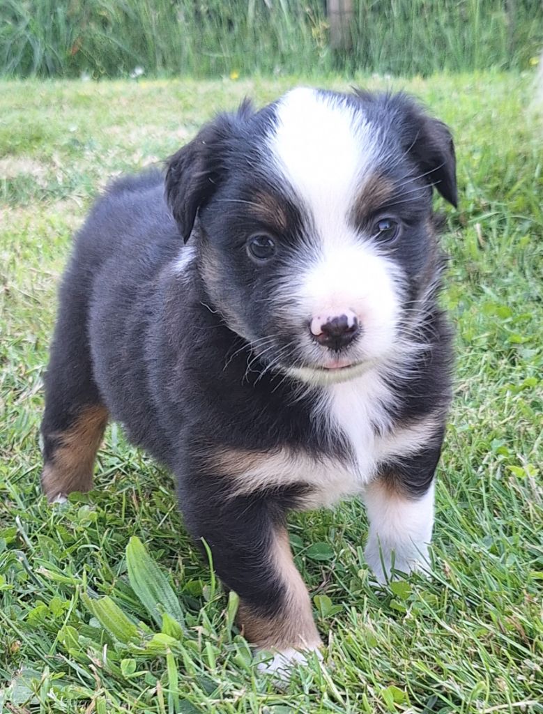 du Mont de Saana - Chiots disponibles - Berger Américain Miniature 